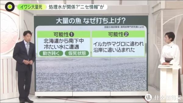 日本又曝千噸死魚屍潮湧向海岸英媒稱與核汙水有關日本人破大防假新聞