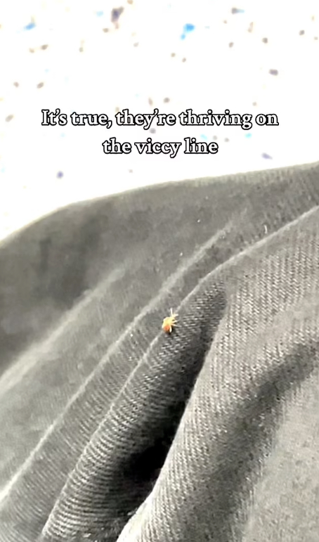 乘客在维多利亚线发现臭虫。