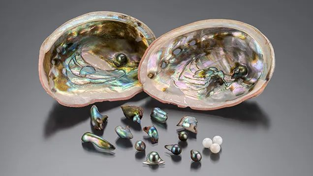 没错吃鲍鱼也可能会吃出珍珠（虽然概率极小🤫）图源：gia.edu