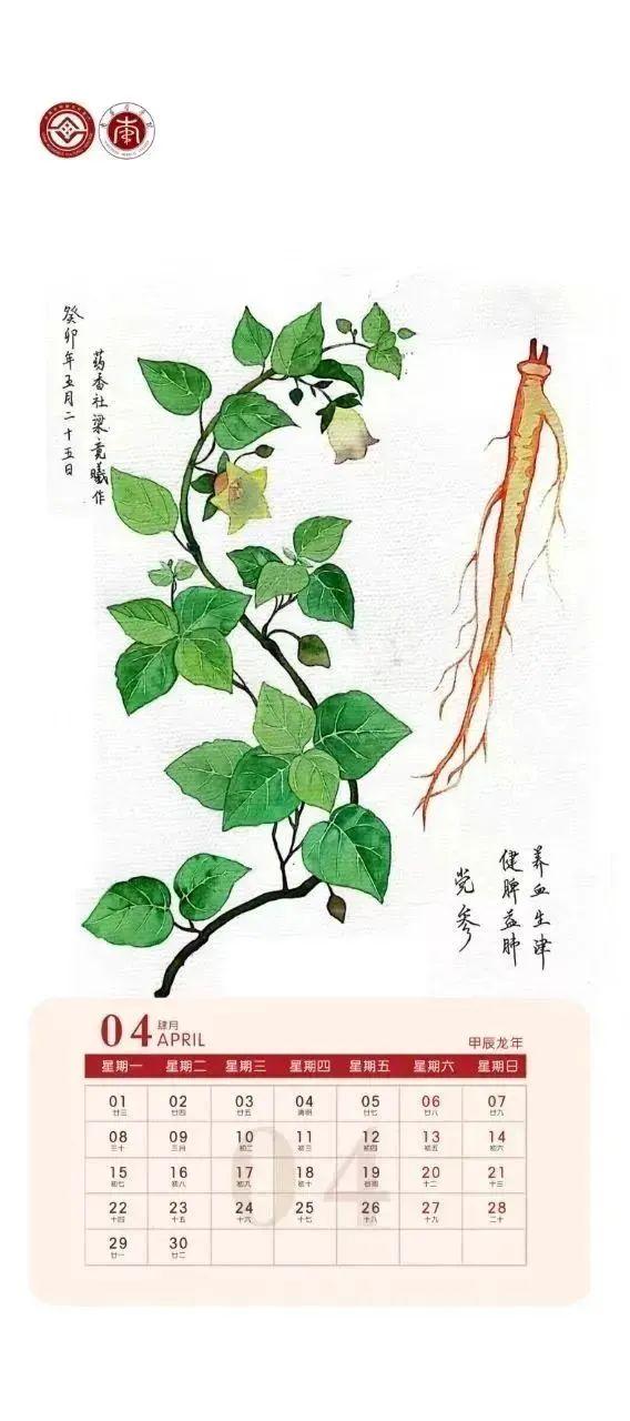 黨參黨參,又名黃參,獅頭參,中靈草.