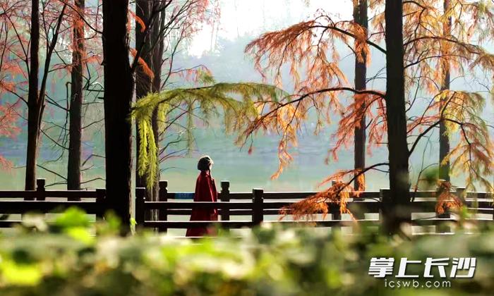 省植物園邀你元旦假期來看杉