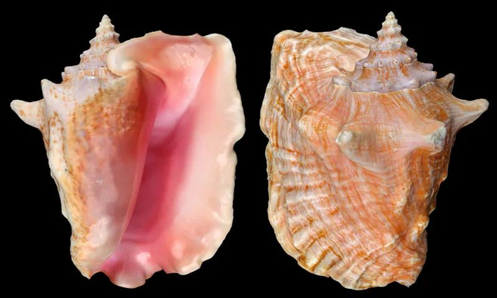 女王凤凰螺 图源：stromboidea