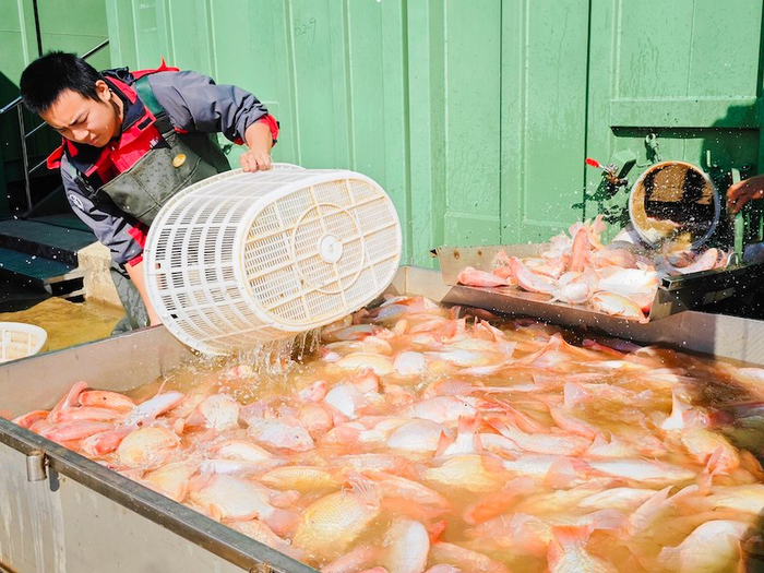 图片拍摄：盒马 