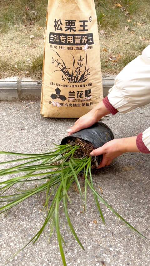 養蘭小知識蘭花舊植料仍有養分有機物會持續分解釋放營養