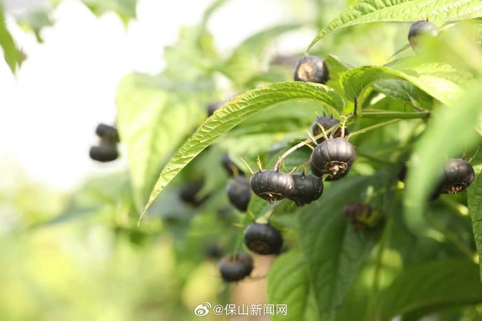 雲南施甸新寵紅果參掛滿枝致富有錢景