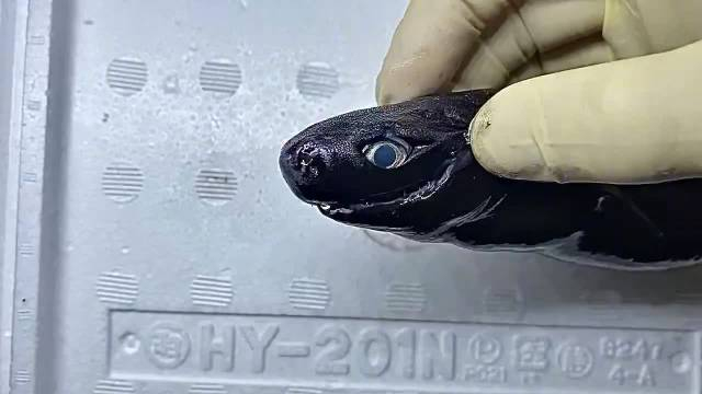 卡氏尖颌乌鲨又叫蝮蛇角鲨主要生活在海底200300米的深度体长50cm左右