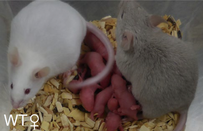 ▲利用细胞“性转”策略产下的小鼠（图片来源：DOI: 10.1038/s41586-023-05834-x）