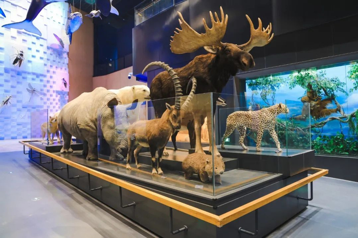 见证亿年生命演化丨中国古动物馆保定自然博物馆进入开馆倒计时