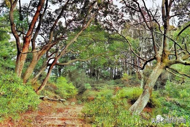 這條歷代文人雅士讚譽有加的千年紅楓古道,文化遺存豐