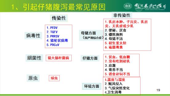 周斌:非瘟感染壓力大,疫病多發!豬場產房如何針對性提效?