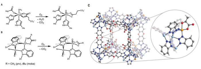 图丨（A,B）α-酮戊二酸依赖性双加氧酶和 MOF 材料中反应机理的比较, （C）MOF 结构示意图（来源：Science）