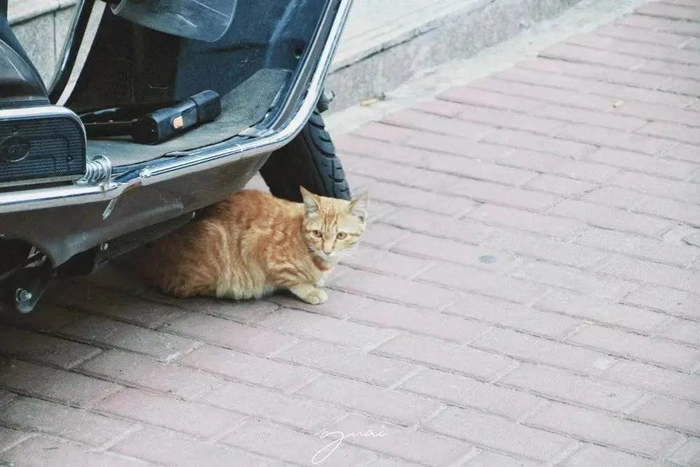 躲在车下的社恐橘猫。