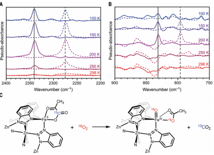 图丨高自旋四价铁氧物种的原位漫反射红外光谱分析（来源：Science）