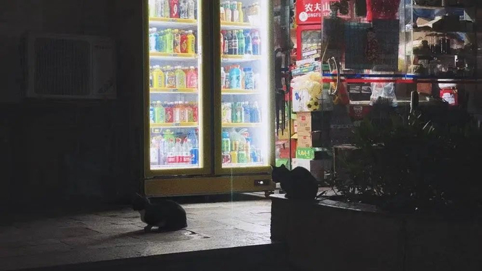 士多店外的流浪猫。