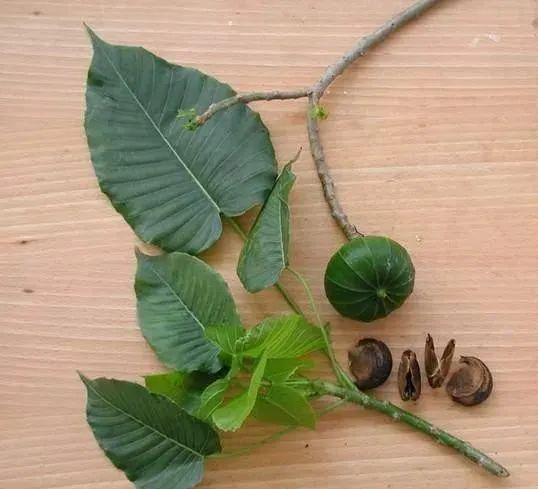 果实爆炸相当于炸弹,毒液可致失明,我国为何引进如此毒的树?