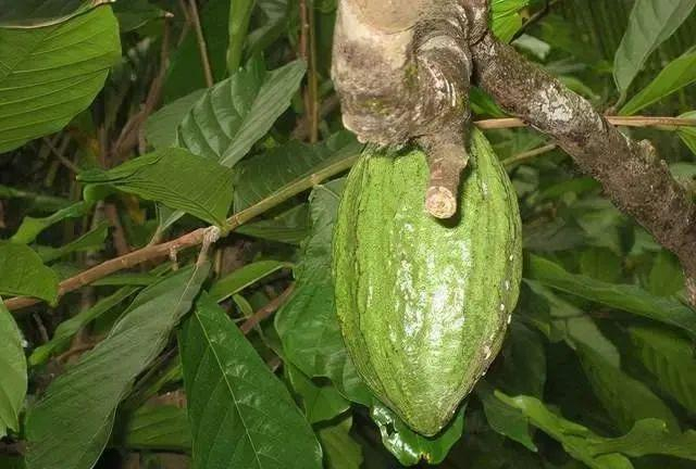 箭毒木的果实这种树目前在我国是三级保护植物.