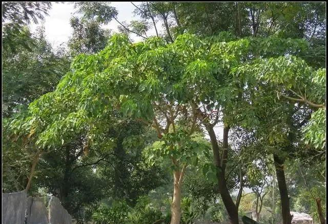 爆炸|毒性|果实_新浪新闻