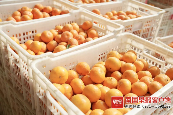 ▲新鲜的沃柑。