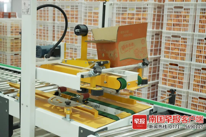 ▲沃柑纸箱打包流水线。