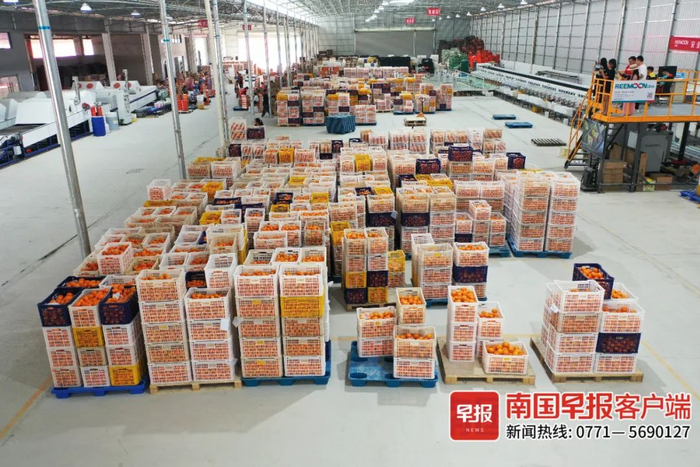 ▲摆放整齐的沃柑。