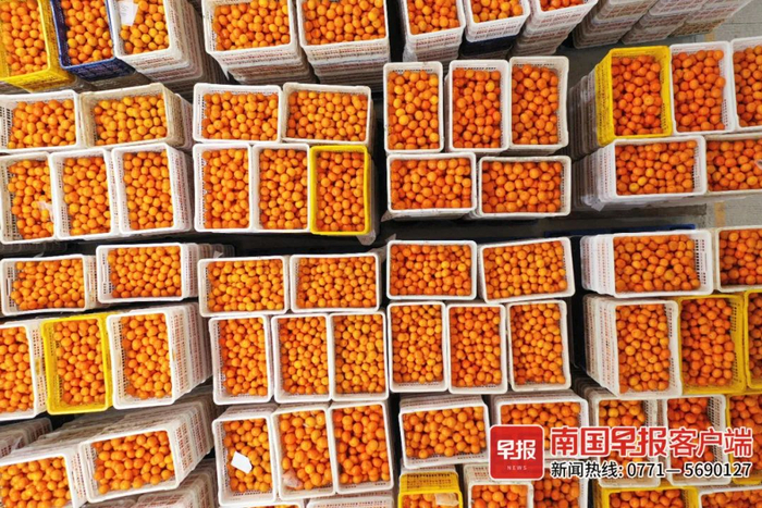 ▲摆放整齐的沃柑。