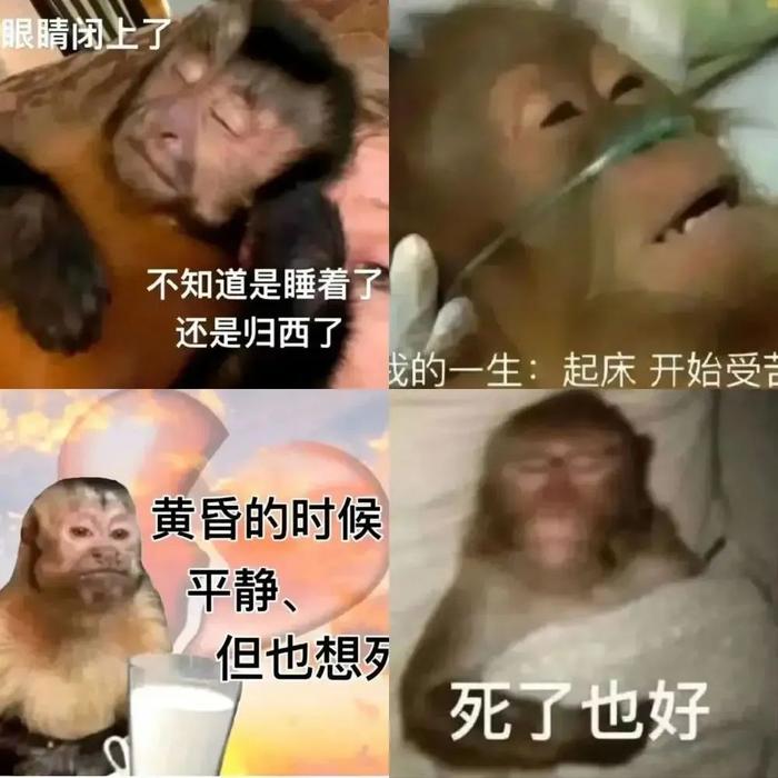 被年輕人捧上神壇的嗎嘍表情包為啥是猴子