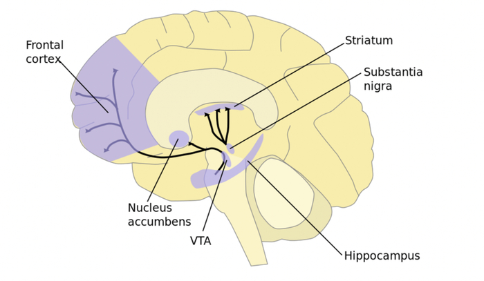 （图｜大脑中的主要多巴胺路径）