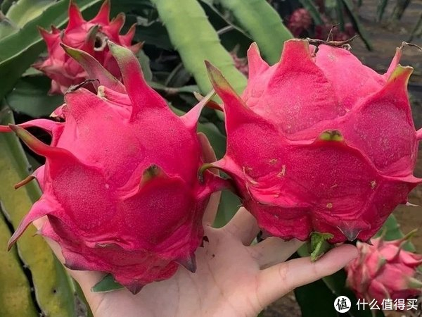 金都一号火龙果,超甜超过瘾|火龙果|芝麻_新浪新闻
