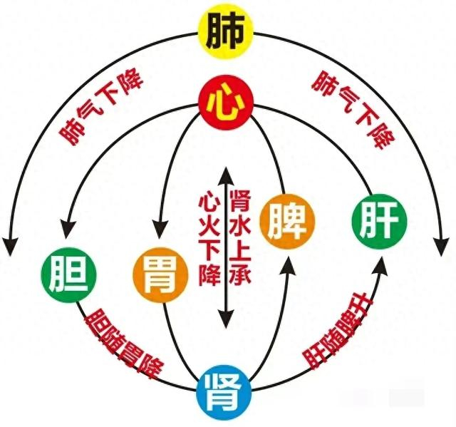 黄元御的人体气机升降"圆圈"运动理论_新浪新闻