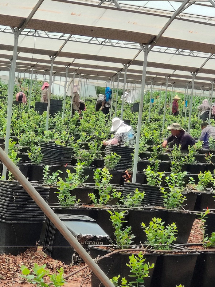 蓝莓基地内，工人们正在干活