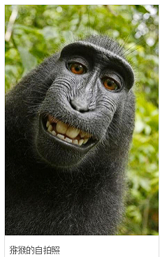 猕猴的自拍照，图源：MediaWiki