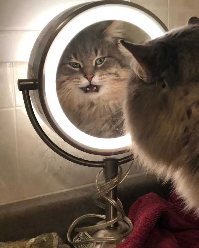猫在照镜子时,本来还一脸正常,下一秒突然就怒了!__财经头条