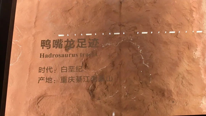 ▲模拟还原的鸭嘴龙足迹