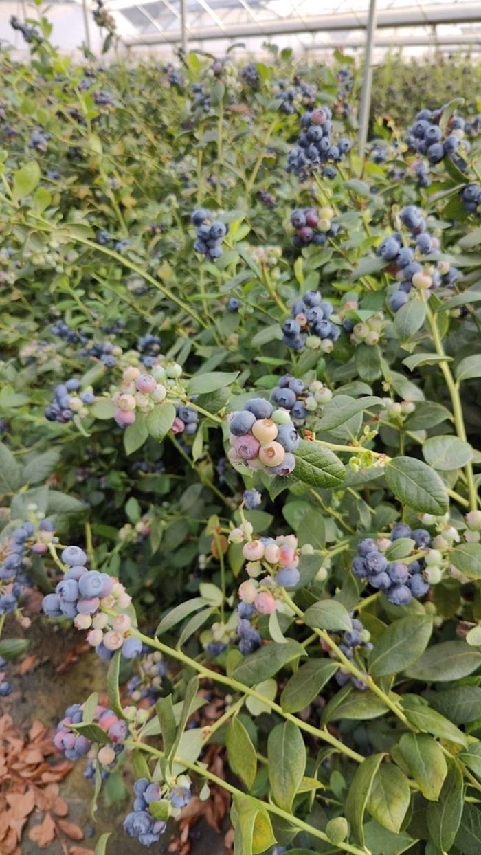 蓝莓基地的蓝莓即将成熟
