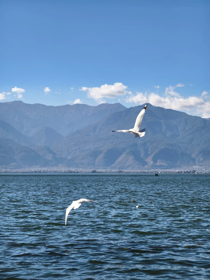海鸥合照攻略超实用!