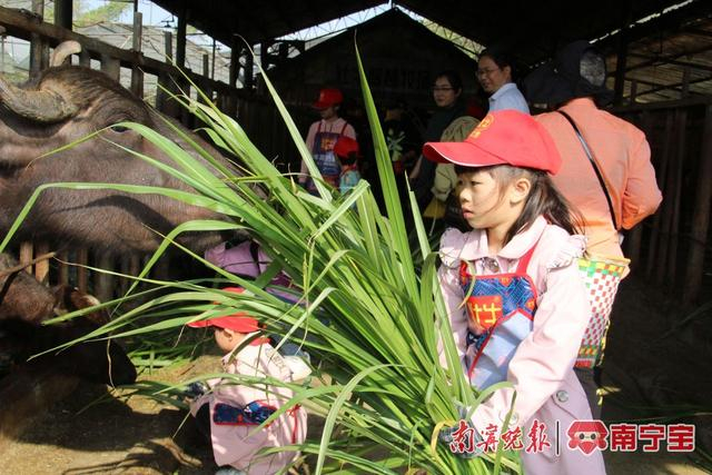 小朋友给奶水牛喂草 记者 覃锦华 摄