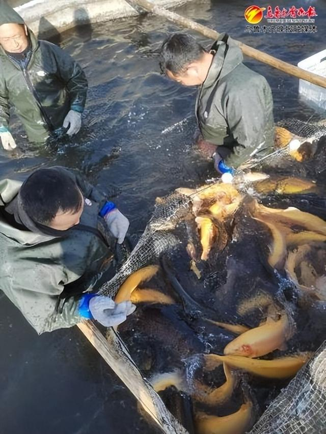 　　1月2日上午，位于达坂城区东沟乡的新疆天麓南山渔业有限责任公司工作人员正在撒网捞鱼。受访者供图