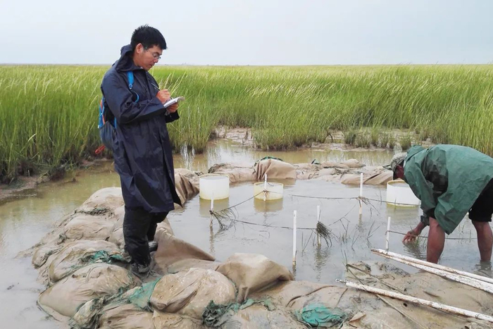 中国科学院烟台海岸带研究所副研究员谢宝华（图左）在黄河口调查互花米草治理效果。（受访者提供）