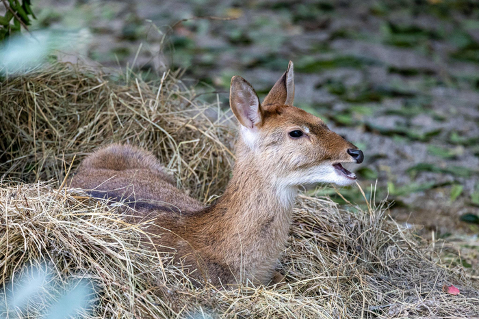 海南坡鹿。长隆供图