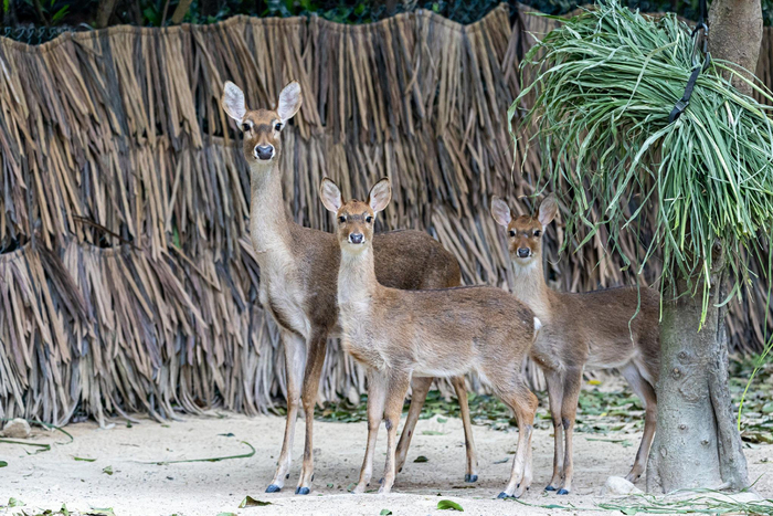海南坡鹿。长隆供图