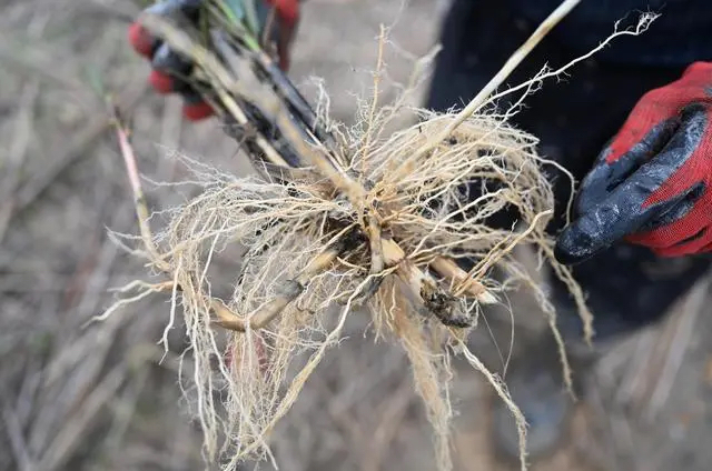 一位村民在福建省福清湾的滩涂上展示互花米草发达的根系（2021年10月20日摄）。新华社记者 林善传 摄