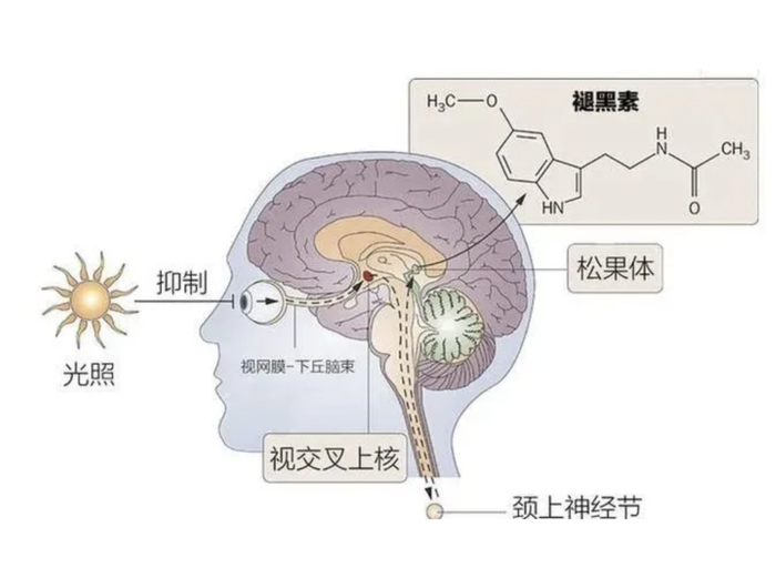 最新研究:赖床30分钟,有助改善身体疲惫|褪黑素_新浪新闻