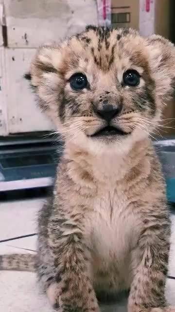 一隻眉清目秀的漂亮小獅子叫聲好萌呀awsl原來動物也