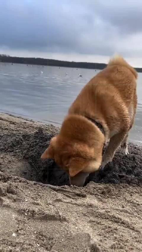 在水边狗刨挖坑的柴犬谁把水倒进去的
