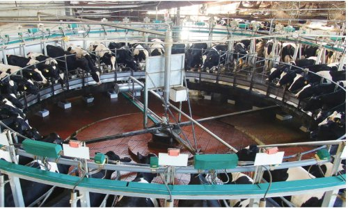 　　在完达山乳业松北牧场，正在进行的奶牛自动化挤奶。　完达山乳业　供图