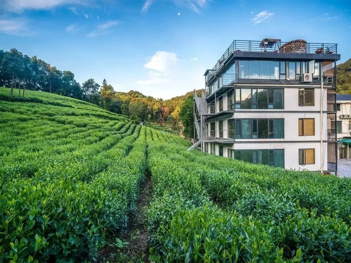青芝坞茶园