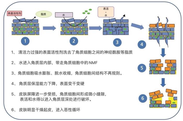 更能夠直接帶跑角質細胞內的 nmf(天然保溼因子) [4],達到 1 1>2 的