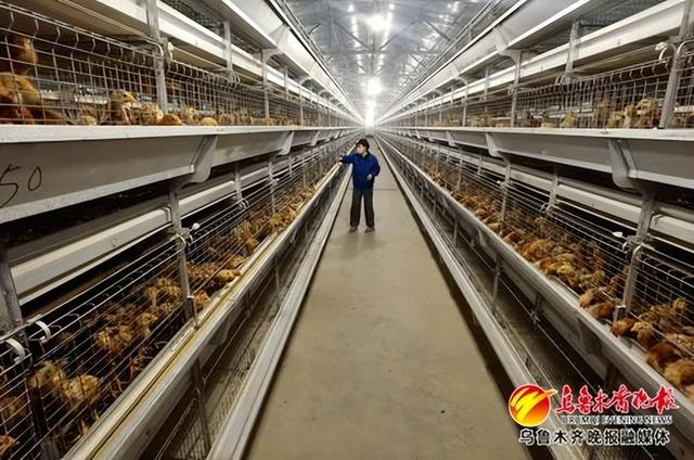 　　1月4日，在米东区芦草沟乡人民庄子村蛋鸡养殖基地现代化养殖工厂里，饲养员正在进行常规巡视。记者陈岩摄