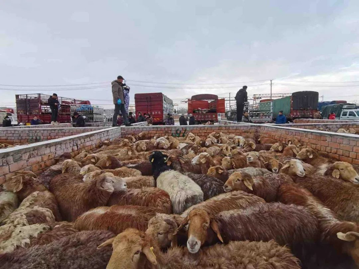 新疆米东活牛羊交易市场成为山东市场来源地之一。高林波 摄