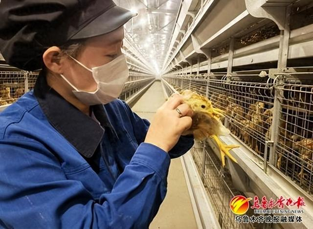 　　1月4日，在米东区芦草沟乡人民庄子村蛋鸡养殖基地现代化养殖工厂里，饲养员正在进行常规巡视。记者陈岩摄